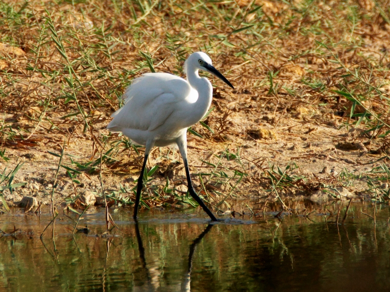 czapla nadobna