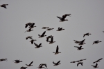2016-11-06 fot_080 (800x533)
