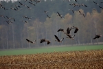 2016-11-06 fot_090 (800x533)
