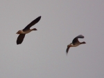 DSC_4115 (800x600)