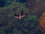 DSC_4194 (800x600)