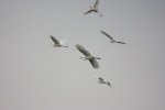 DSC_4207 (800x533)