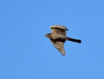 krogulec juv.