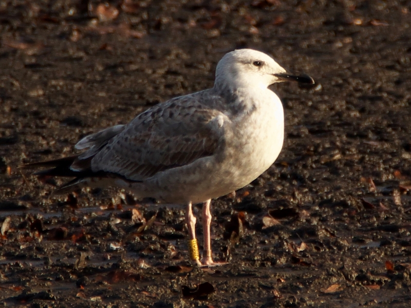 mewa białogłowa