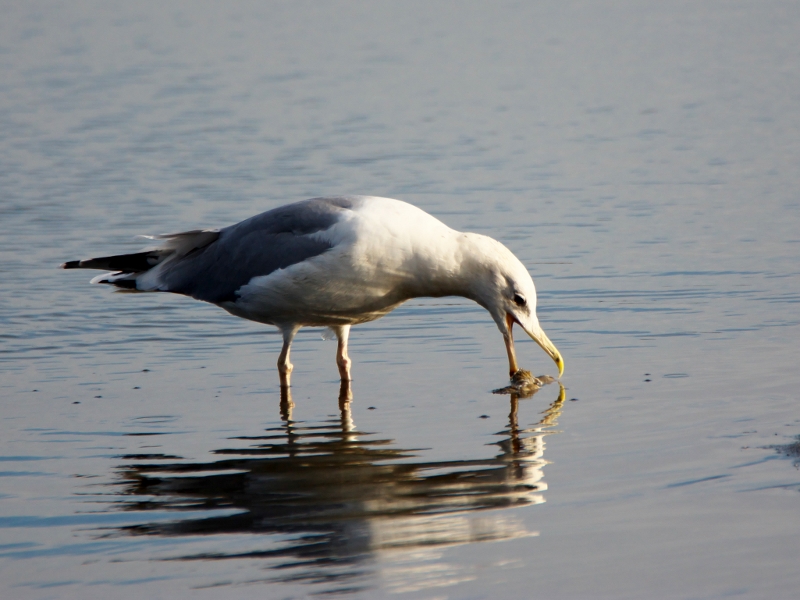 mewa białogłowa