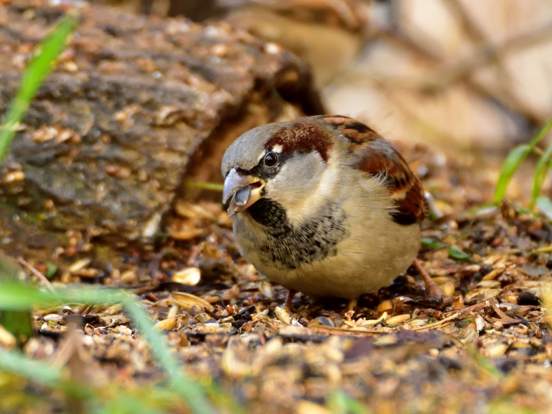 wróbel domowy ♂