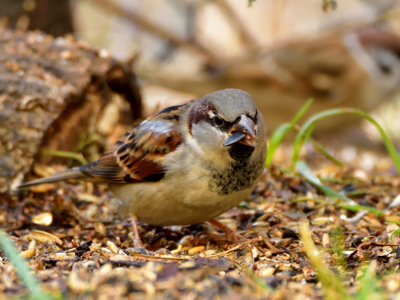 wróbel domowy ♂