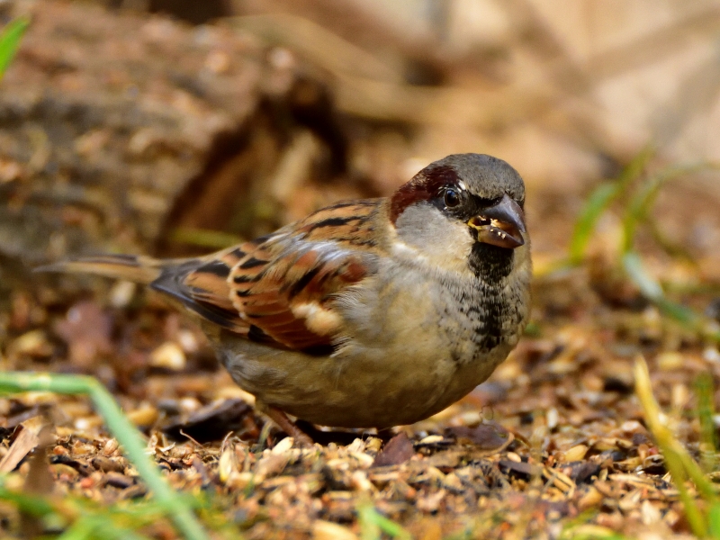 wróbel domowy ♂