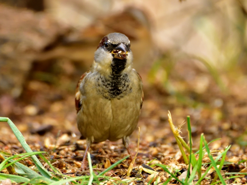 wróbel domowy ♂