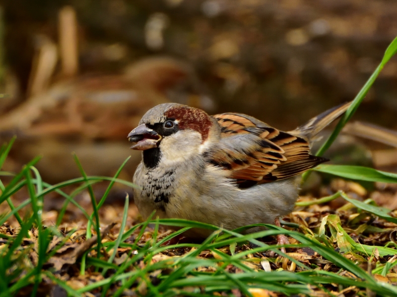 wróbel domowy ♂