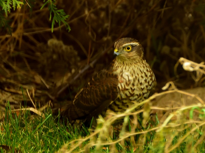 krogulec juv.
