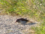 gąsiorek