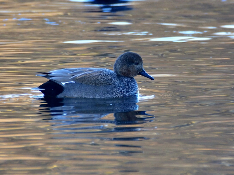 krakwa ♂