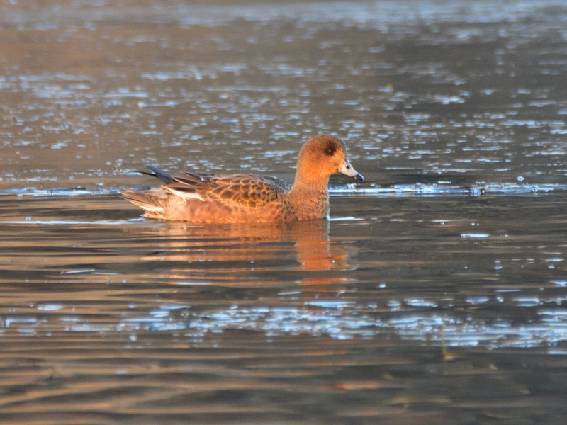 świstun ♀