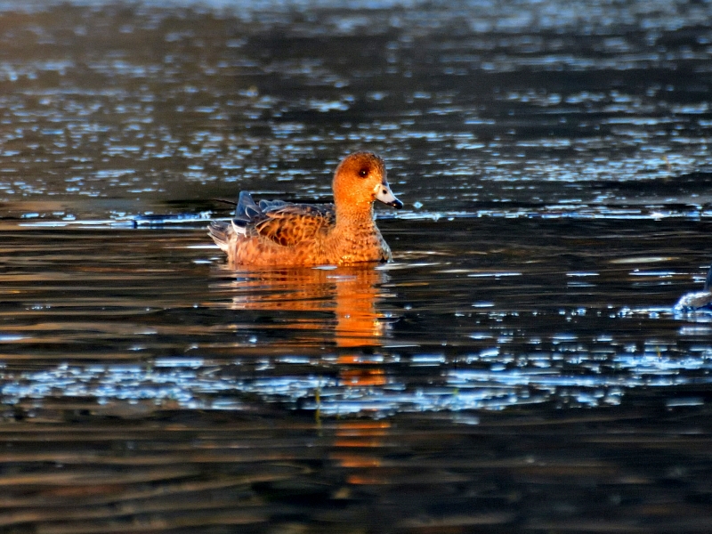 świstun ♀