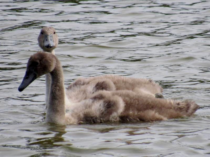 łabędź niemy