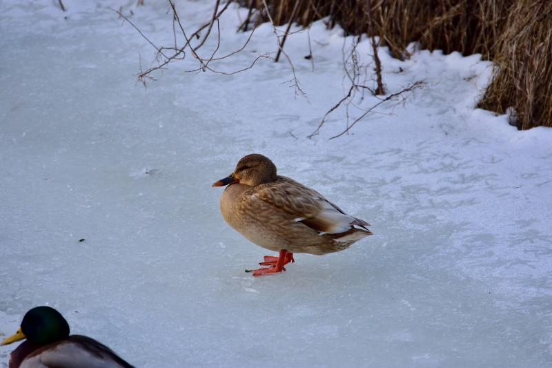 krzyżówka leucystyczna ♀