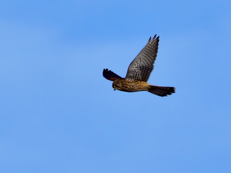 pustułka ♀