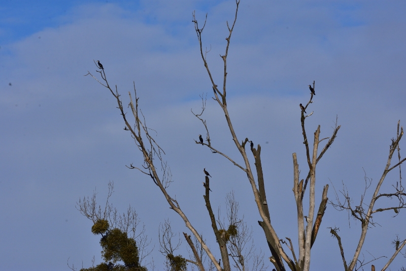 kormoran