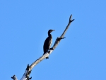 kormoran