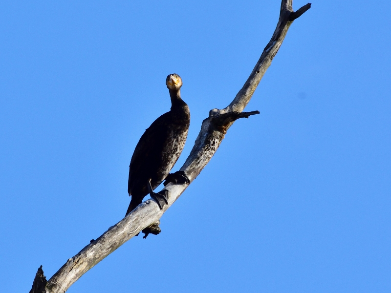 kormoran