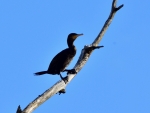 kormoran