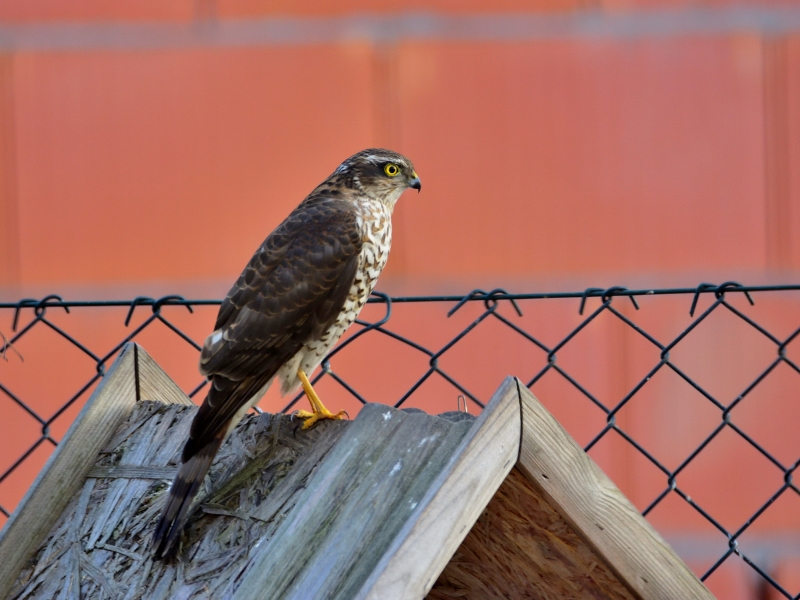 krogulec (juv.)