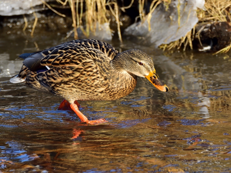 krzyżówka ♀