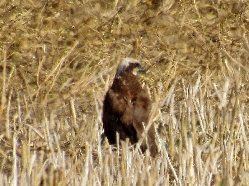 błotniak stawowy