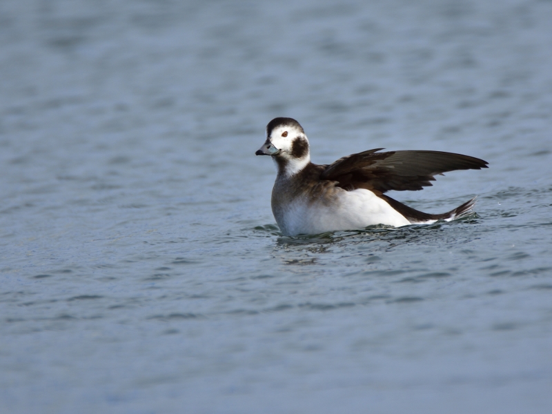 lodówka ♀