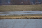 Wisła