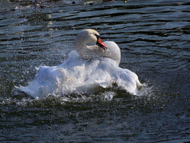 łabędź niemy