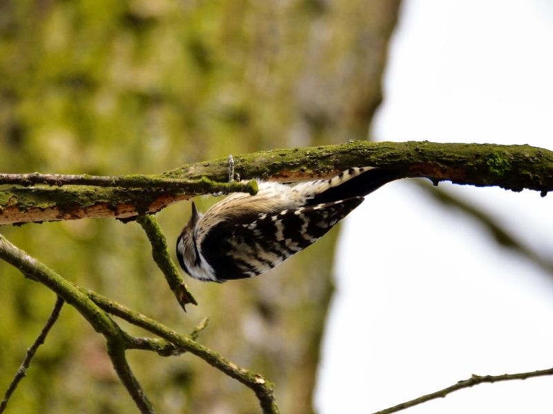 dzięciołek ♀