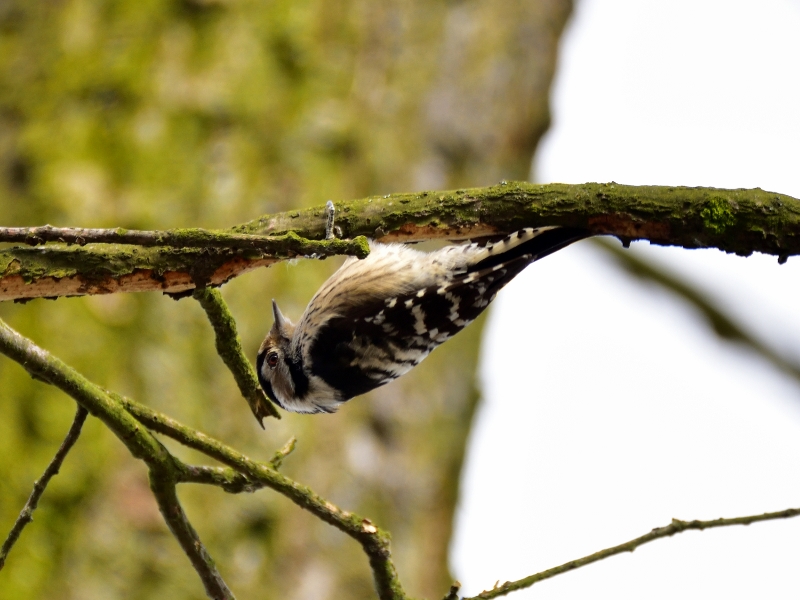 dzięciołek ♀