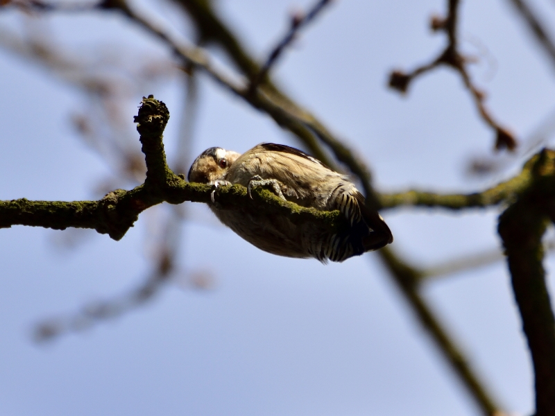 dzięciołek ♀