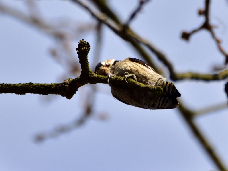 dzięciołek ♀