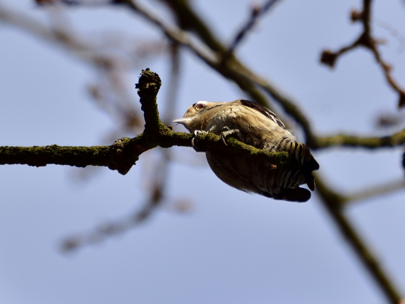 dzięciołek ♀