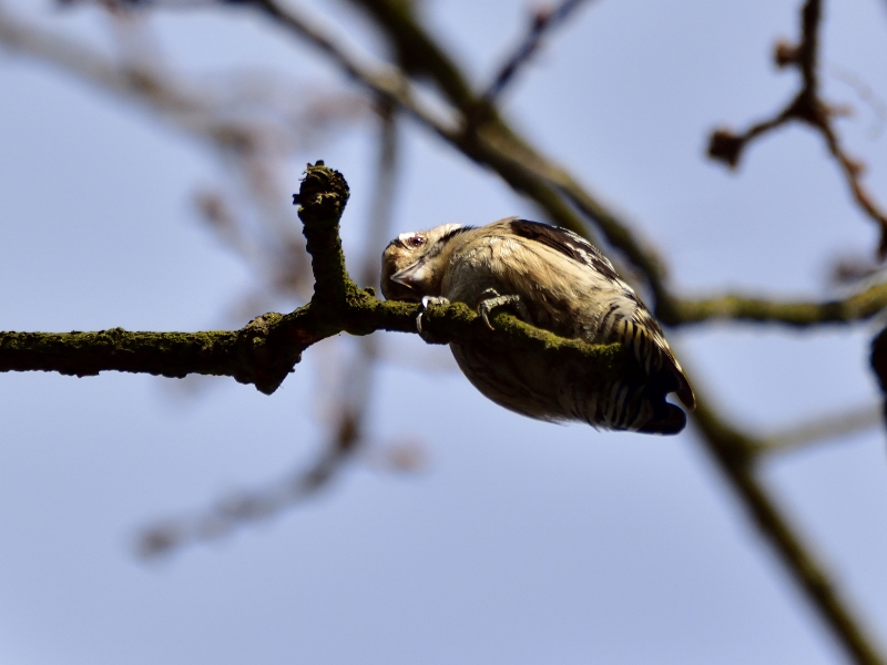 dzięciołek ♀