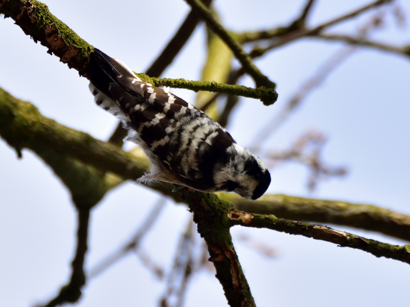 dzięciołek ♀