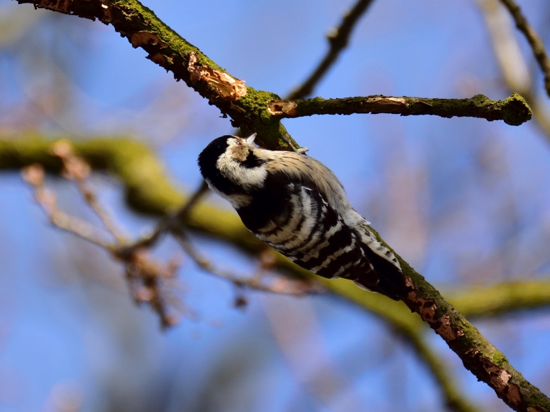 dzięciołek ♀