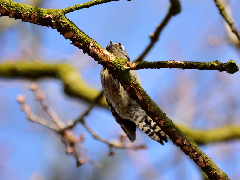 dzięciołek ♀