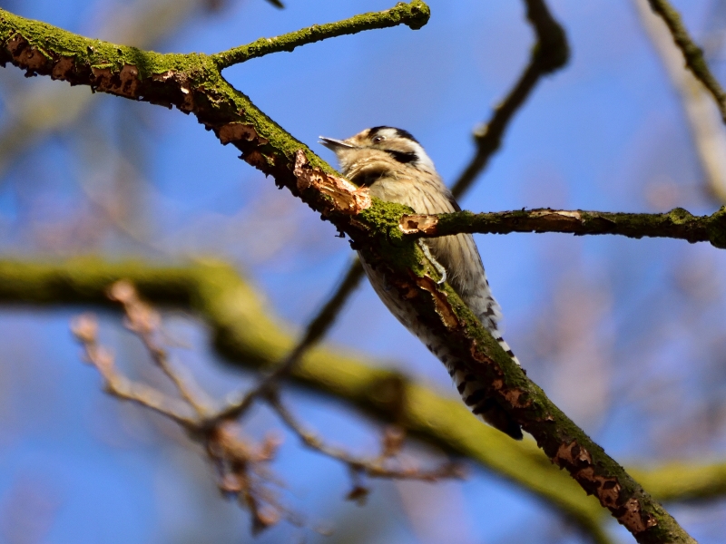 dzięciołek ♀