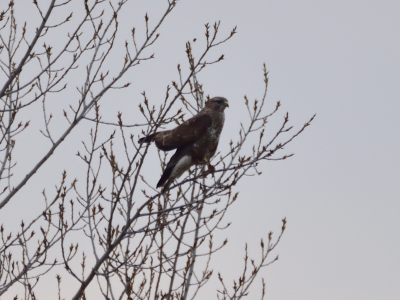 błotniak stawowy ♀