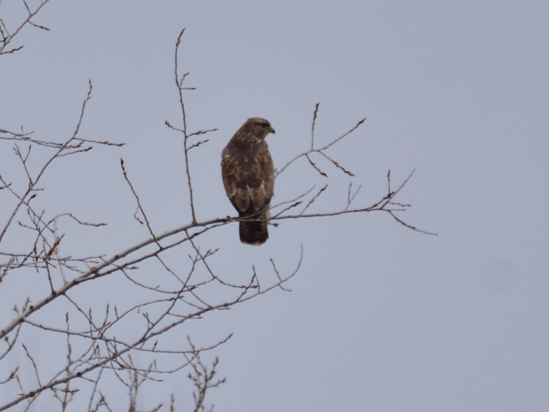 błotniak stawowy ♀