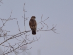 błotniak stawowy ♀