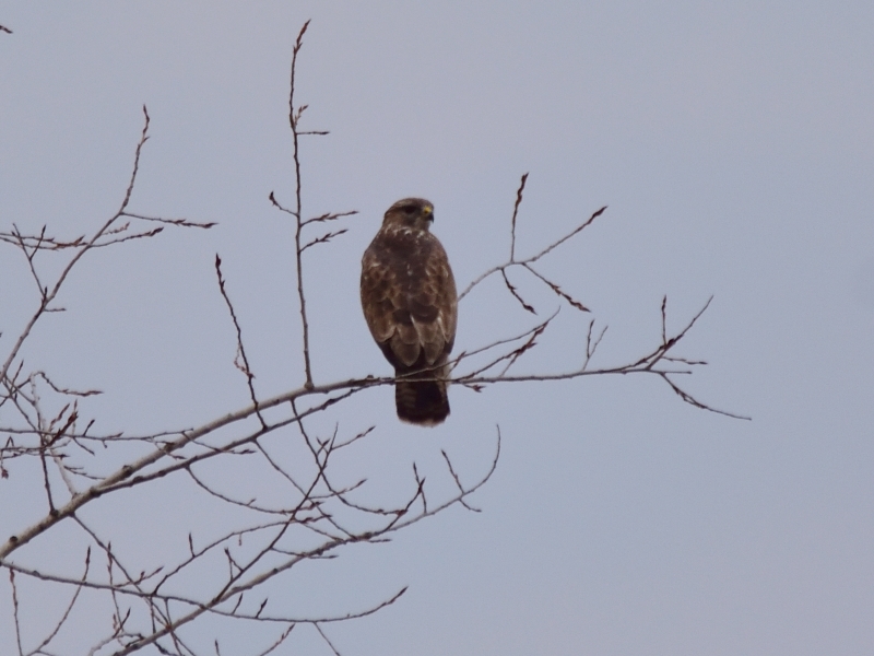 błotniak stawowy ♀