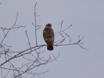 błotniak stawowy ♀