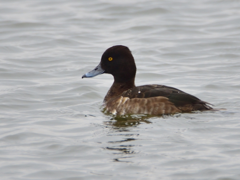 czernica ♀