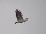 2016-02-18-19 Władysławowo-Gdańsk-Ostrówek