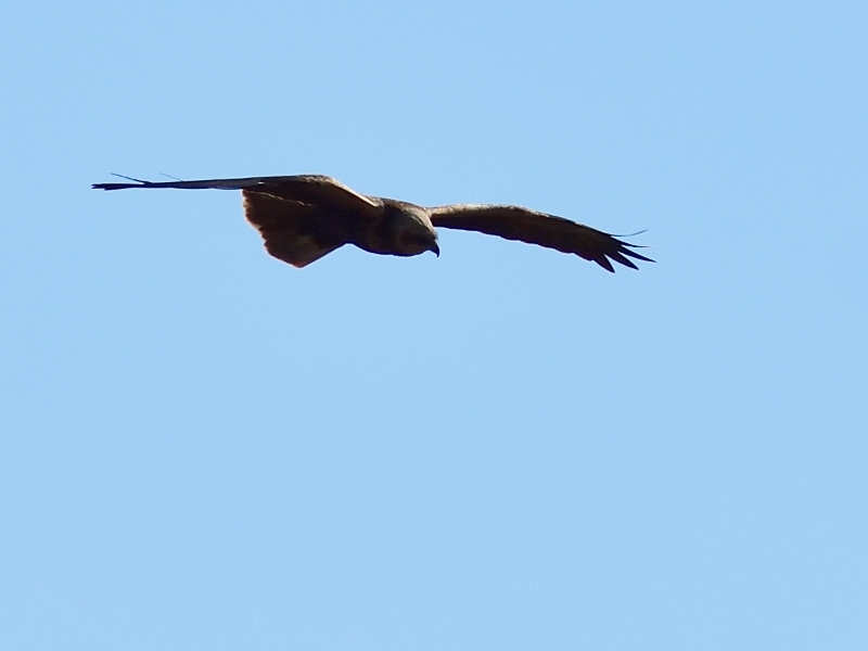 błotniak stawowy ♀